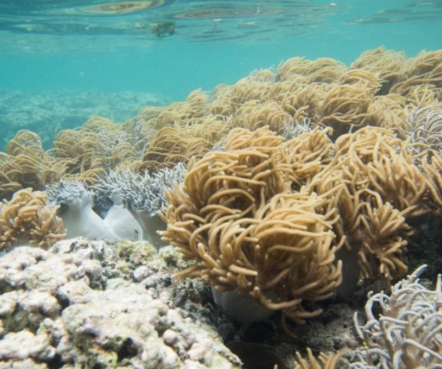 潮下視界-圖片-柔指形軟珊瑚