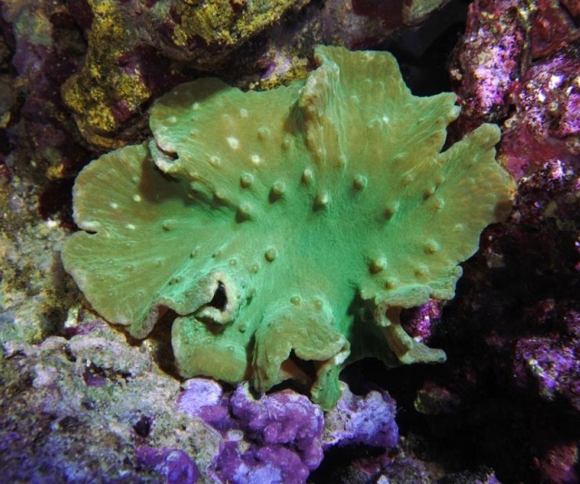 潮下視界-圖片-分離指形 軟珊瑚