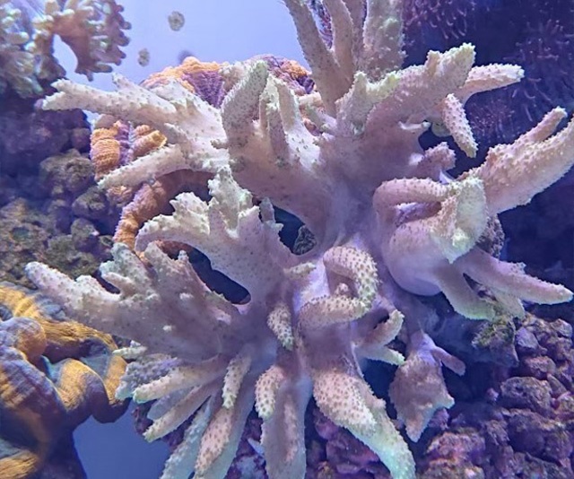 潮下視界-圖片-指形軟珊瑚