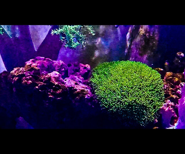 潮下視界-圖片-星形棘杯珊瑚