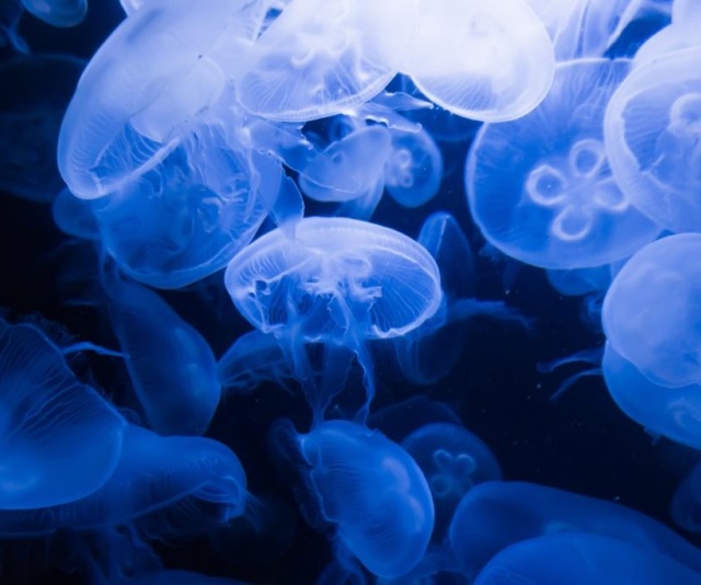 Jellyfish Ballet-圖片-Aurelia aurita