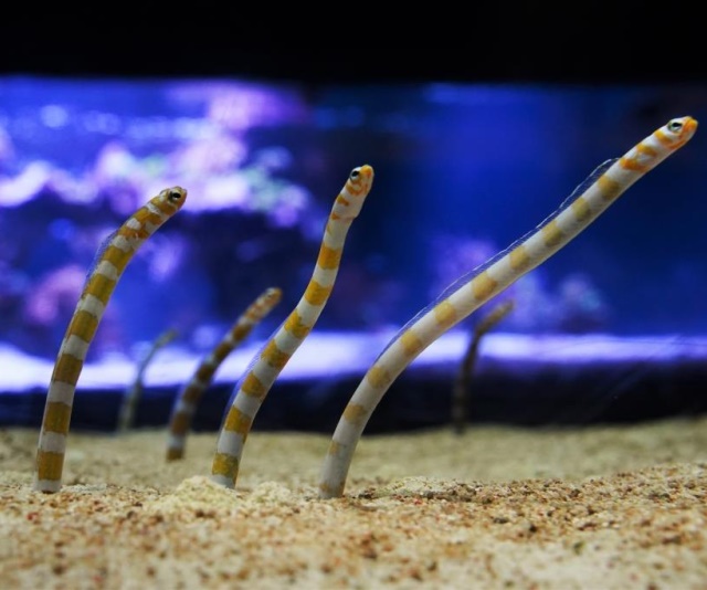 潮下視界-圖片-橫帶園鰻