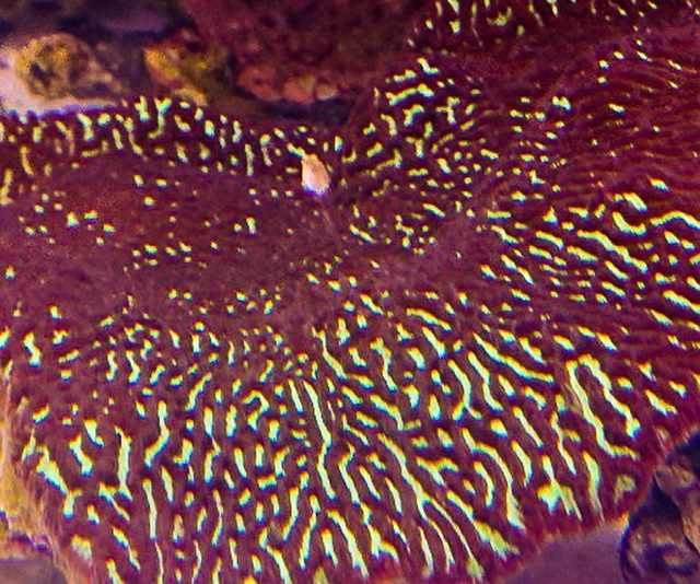 潮下視界-圖片-腦紋珊瑚