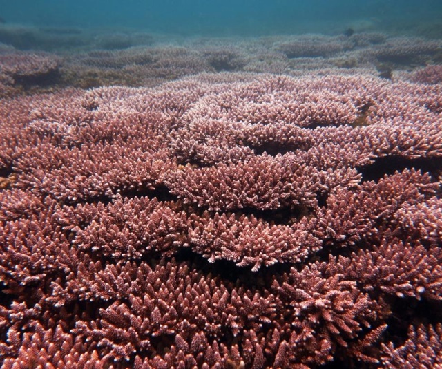 潮下視界-圖片-美麗軸孔珊瑚