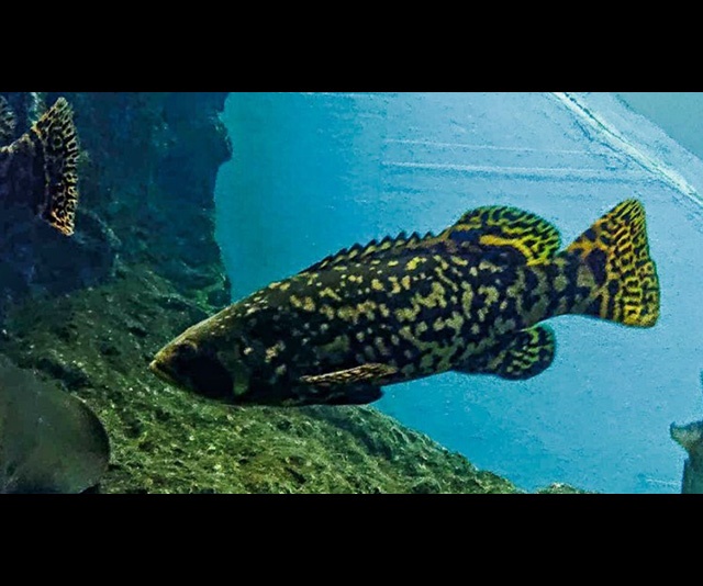 潮下視界-圖片-鞍帶石斑魚