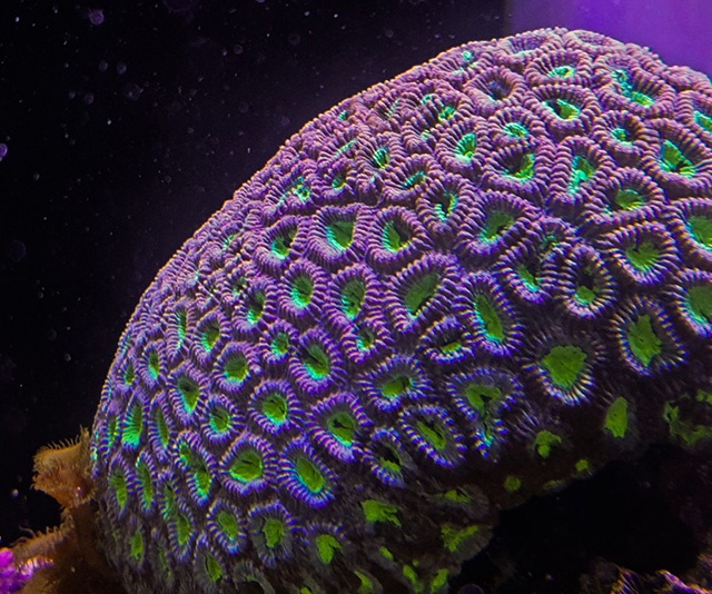 潮下視界-圖片-菊珊瑚