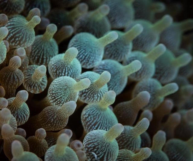 潮下視界-圖片-四色篷錐海葵 /奶嘴海葵