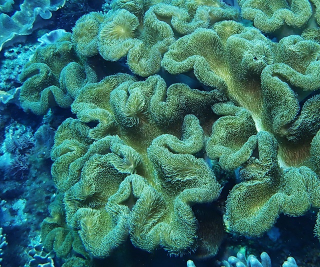 潮下視界-圖片-花環肉質軟珊瑚