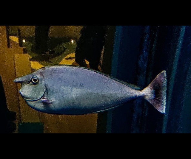 潮下視界-圖片-環紋鼻魚