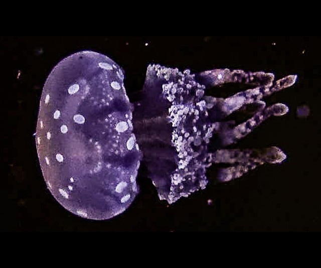 潮中舞者-圖片-珍珠水母