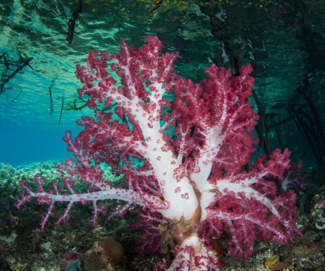 潮下視界-圖片-棘穗軟珊瑚