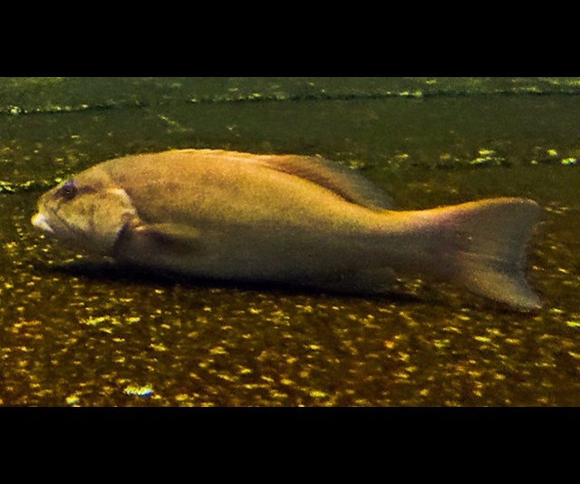 潮下視界-圖片-花斑刺鰓鮨