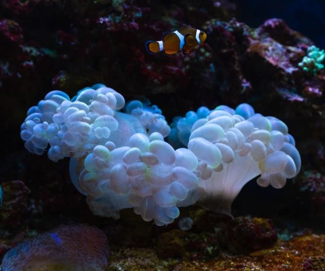 潮下視界-圖片-氣泡珊瑚