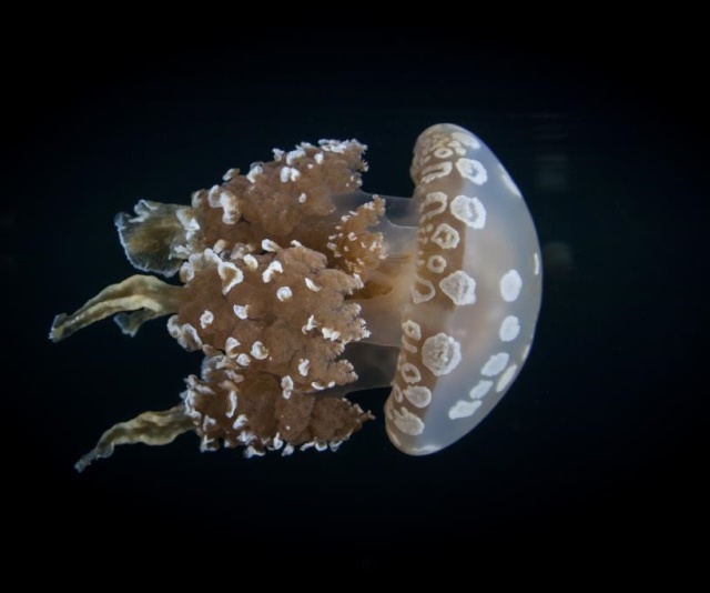 Jellyfish Ballet-圖片-Catostylus mosaicus
