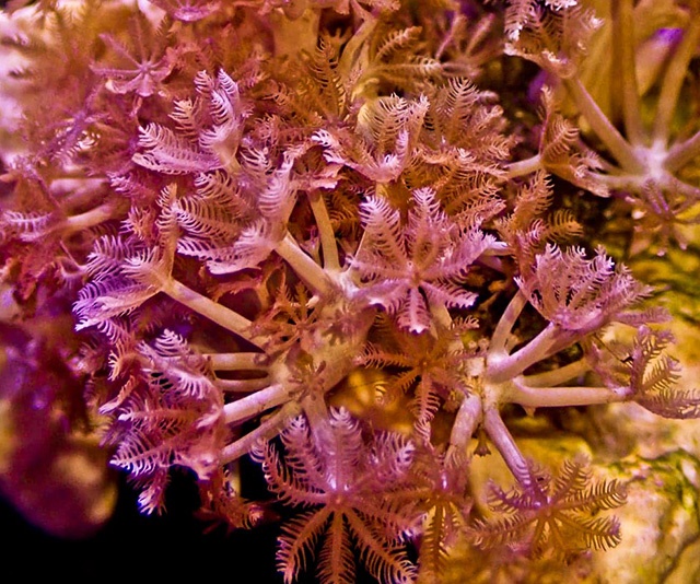 潮下視界-圖片-異軟珊瑚