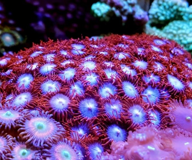 潮下視界-圖片-菟葵/紐扣珊瑚
