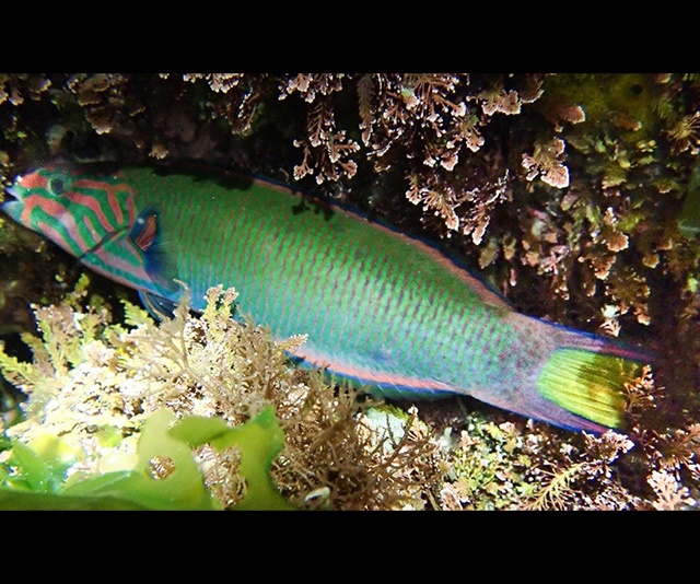 潮下視界-圖片-新月錦魚