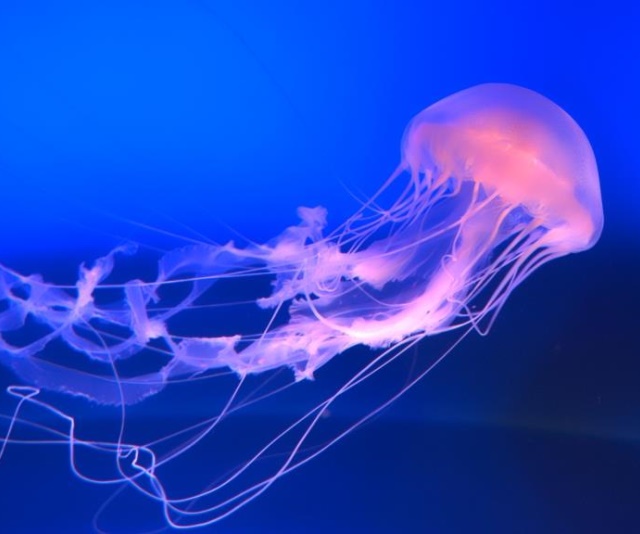 Jellyfish Ballet-圖片-Chrysaora quinquecirrha