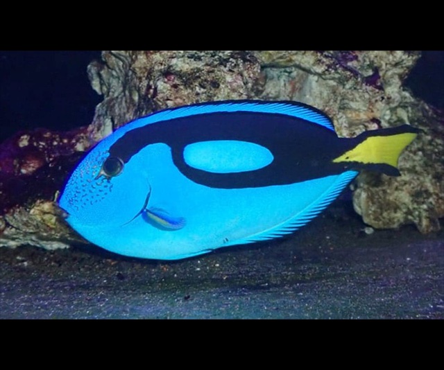 潮下視界-圖片-擬刺尾鯛