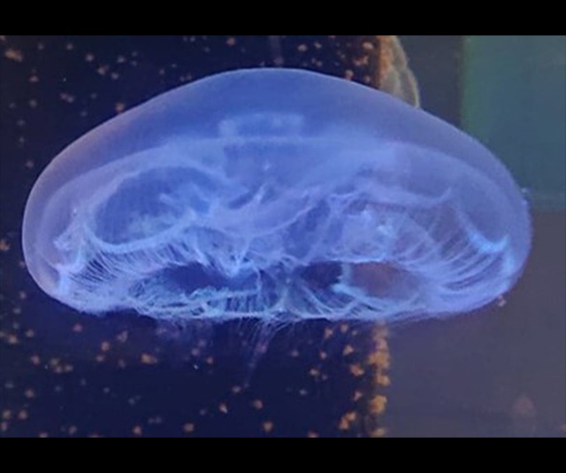 潮中舞者-圖片-海月水母