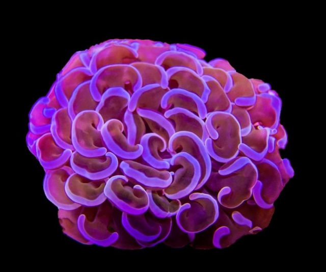 潮下視界-圖片-腎形真葉珊瑚/榔頭珊瑚