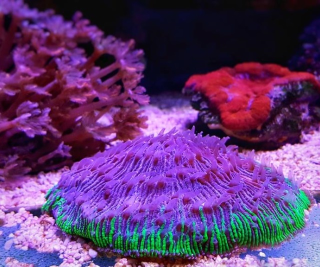 潮下視界-圖片-盤形蕈珊瑚/飛盤珊瑚