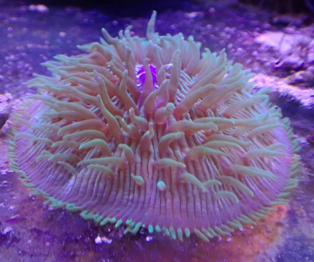 潮下視界-圖片-蕈珊瑚