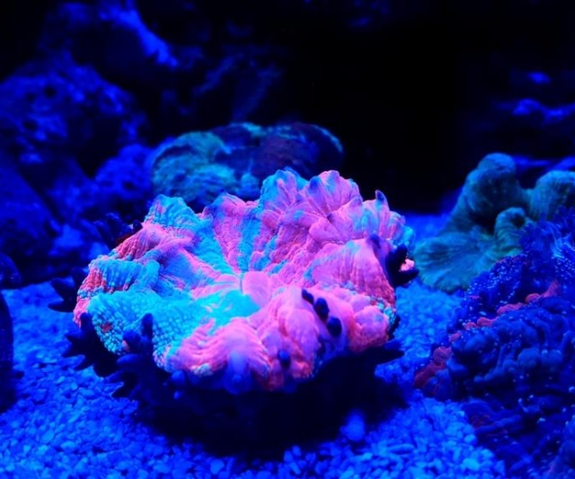潮下視界-圖片-圓冠珊瑚/水晶腦珊瑚(獨杯珊瑚)