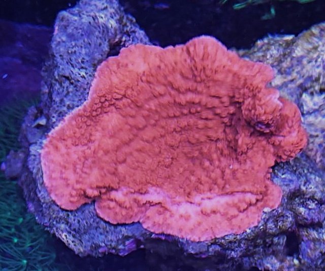 潮下視界-圖片-癭葉表孔珊瑚