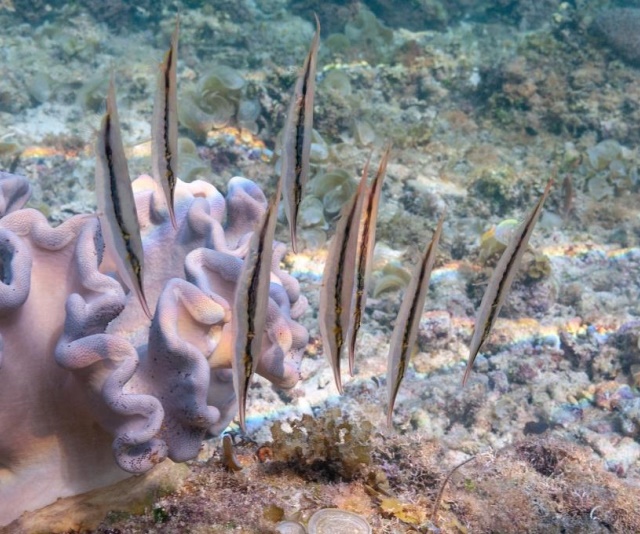 潮下視界-圖片-條紋蝦魚