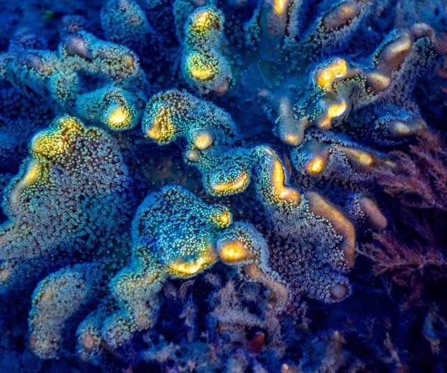 潮下視界-圖片-花環肉質軟珊瑚