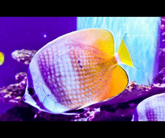 潮下視界-圖片-克氏蝶魚