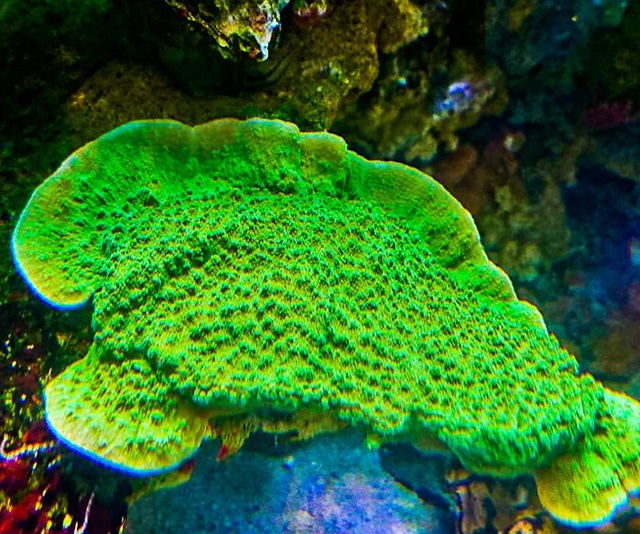 潮下視界-圖片-青灰表孔珊瑚