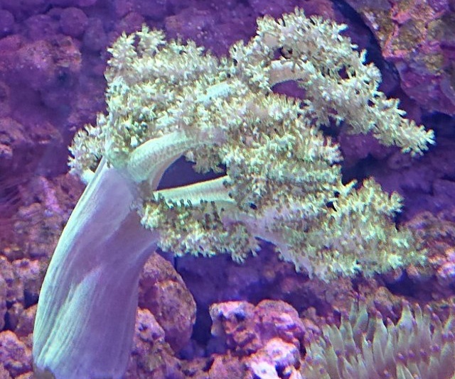 潮下視界-圖片-花菜軟珊瑚
