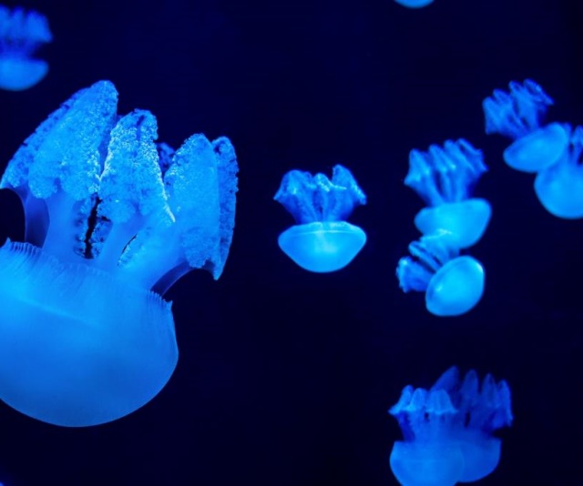 Jellyfish Ballet-圖片-Catostylus mosaicus