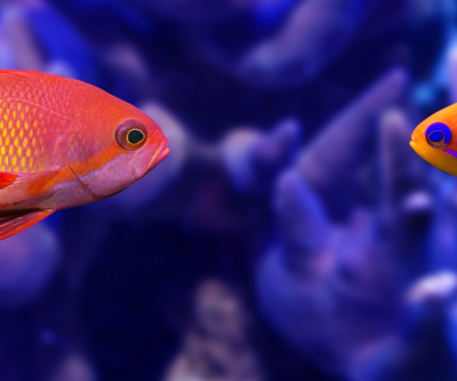 潮下視界-圖片-絲鰭擬花鮨/藍眼海金魚