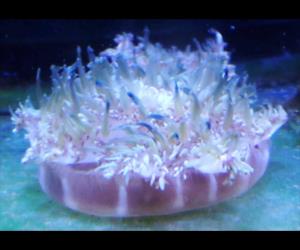 仙后水母
